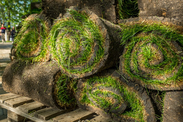 The roll  lawn