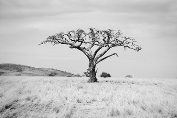 Baobab Tree on the Plains of the Serengeti in Northern Tanzania