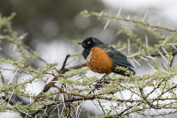 Superb Starling (Lamprotornis superbus) wwith Mud on its Bill in Acacia in Northern Tanzania
