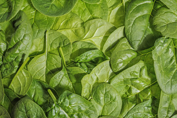 fresh raw spinach