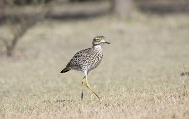 Spotted Thick-knee (Burhinus capensis) in a Grassy Meadow Northern Tanzania