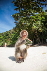 Naklejka premium KO PHI PHI, THAILAND, February 1, 2014: Tourists feeding monkeys, top attraction of Phi Phi Islands, Monkey Bay (Ao Ling), Thailand