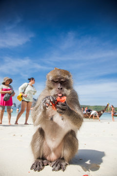 KO PHI PHI, THAILAND, February 1, 2014: Tourists feeding monkeys, top attraction of Phi Phi Islands, Monkey Bay (Ao Ling), Thailand