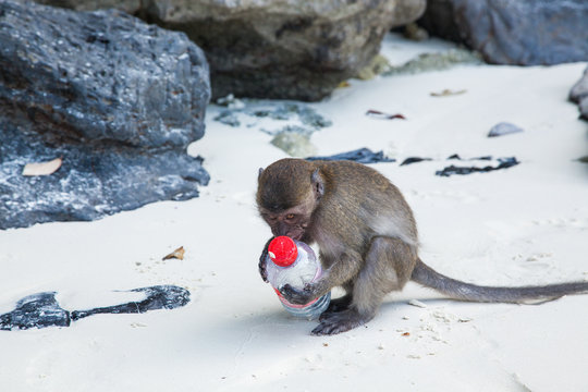 KO PHI PHI, THAILAND, February 1, 2014: Tourists feeding monkeys, top attraction of Phi Phi Islands, Monkey Bay (Ao Ling), Thailand