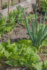 spinach and onion in the garden