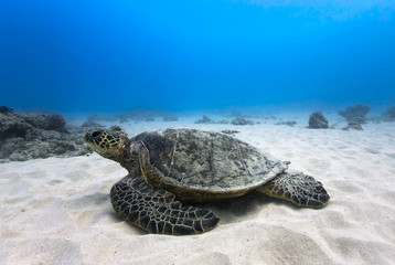Resting Green Sea Turtle