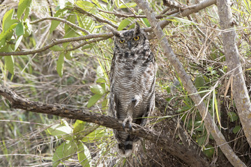 Spotted Eagle-Owl (Bubo africanus) Perched in a Tree in Daylight in Northern Tanzania