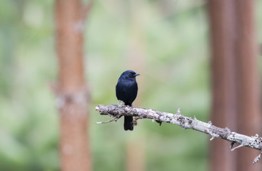 Southern Black Flycatcher (Melaenornis pammelaina) Perched on a Branch in Northern Tanzania