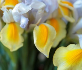 yellow and white Flowers irises