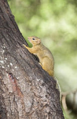 Smith's Bush Squirrel (Paraxerus cepapi) Climbing a Tree in Northern Tanzania