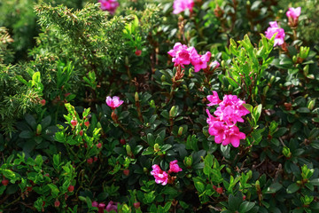 Rhododendron flowers in natural ambiance.