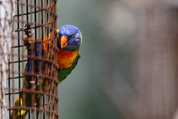 Parrot outside its cage