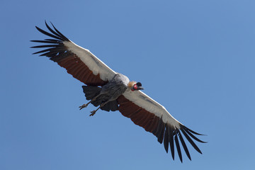 Obraz premium Crane in flight