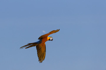Parrot in flight