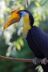 A wrinkled hornbill on a branch