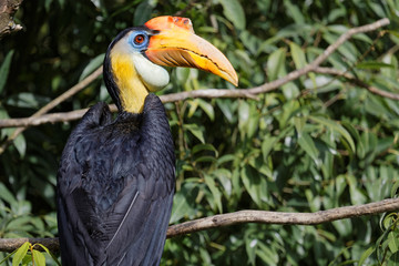Wrinkled hornbill
