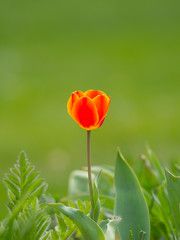 Obraz premium チューリップ