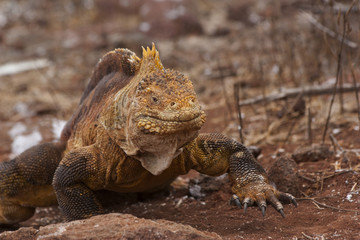 Iguana caminando
