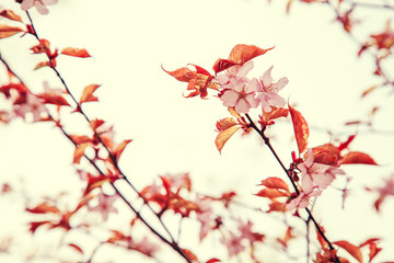 Cherry blossoms in spring, soft focus.