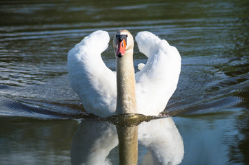 Schwan im Wasser 