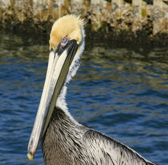 Pelican Yellow Head