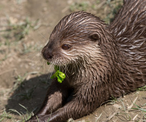 Otter