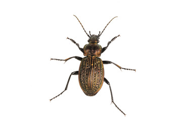 Beetle (Carabus ullrichii) on a white background