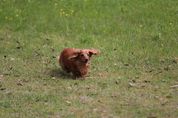 ミニチュアダックスフンド