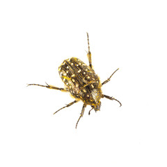Beetle (Oxythyrea funesta) on a white background