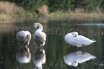 Swan Lake