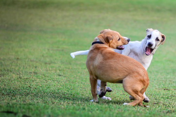 two thai dogs playing in green meadow