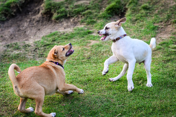 two thai dogs playing in green meadow