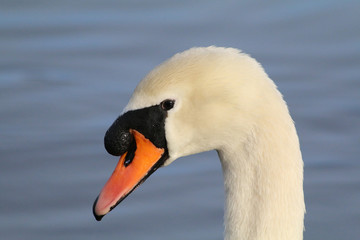 Obraz premium Swan Lake