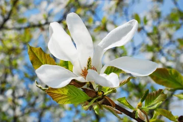 Photo sur Plexiglas Magnolia magnolia tree branch with blossoms