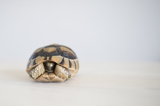 A rare and small sea turtle on a white background