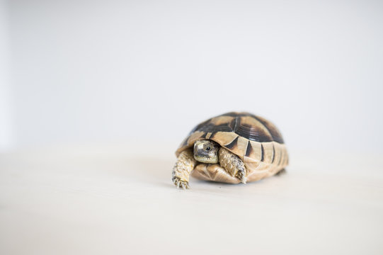 A rare and small sea turtle on a white background