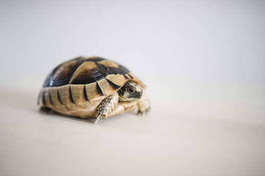 A rare and small sea turtle on a white background