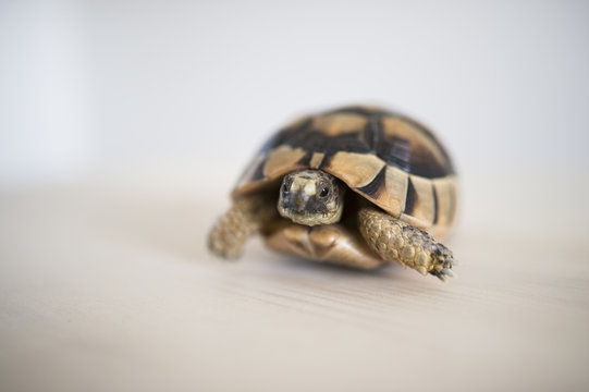 A rare and small sea turtle on a white background