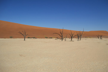 Sossusvlei Salt Pan Desert Landscape with Dead Trees, Namibia