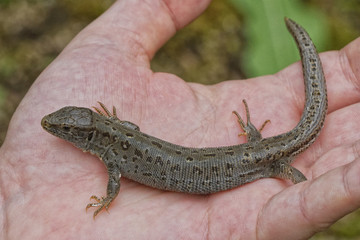 Lizard (Lacerta agilis) on people hand