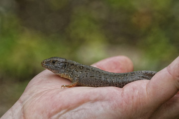 Lizard (Lacerta agilis) on people hand