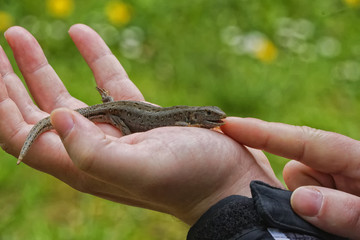 Lizard (Lacerta agilis) on people hand