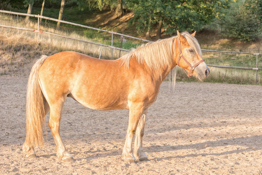 Portrait of horse in paddock