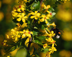 Bumblebee drinking nectar from yellow flower on garden