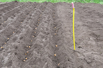 Dug up a field in which to plant the potatoes and rake the soil level in rainy weather