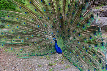 Obraz premium インドクジャク