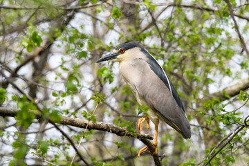 Black-crowned Night Heron Perched in Trees