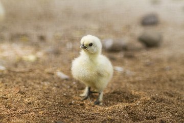 Chick