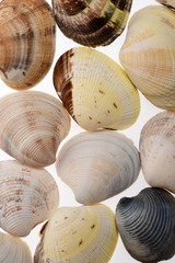 sea mollusk shells isolated on white