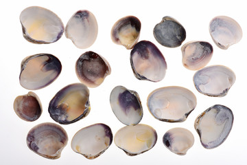 set of colorful shells isolated on white